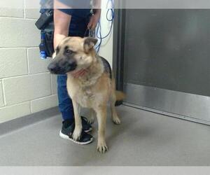 German Shepherd Dog Dogs for adoption in Denver, CO, USA