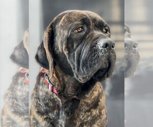 Mastiff Dogs for adoption in Goodyear, AZ, USA