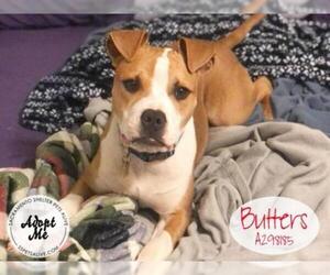 Bullboxer Pit Dogs for adoption in Stockton, CA, USA