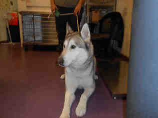 Siberian Husky Dogs for adoption in Long Beach, CA, USA