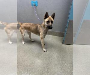 German Shepherd Dog-Unknown Mix Dogs for adoption in Las Vegas, NV, USA
