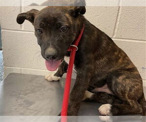 German Shepherd Dog-Unknown Mix Dogs for adoption in San Bernardino, CA, USA