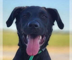 Labrador Retriever-Unknown Mix Dogs for adoption in Canton, CT, USA