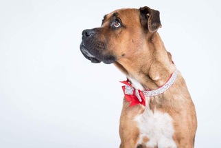 Boxer-Unknown Mix Dogs for adoption in PALMER, MA, USA