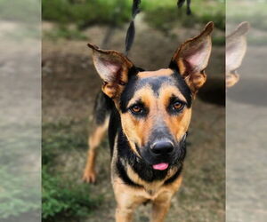 German Shepherd Dog-Unknown Mix Dogs for adoption in Aurora, IN, USA