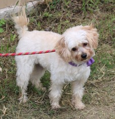 Maltipoo Dogs for adoption in Bandera, TX, USA