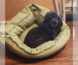Poodle (Toy) Dogs for adoption in Spring Lake, NC, USA