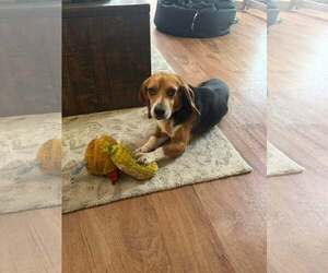 Beagle Dogs for adoption in Sheboygan, WI, USA