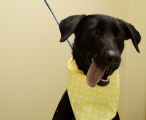 Labrador Retriever-Unknown Mix Dogs for adoption in Rolling Meadows, IL, USA
