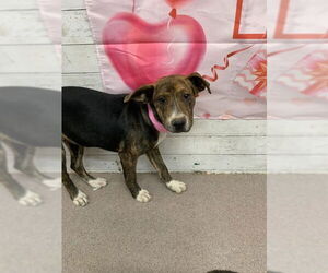 Mutt Dogs for adoption in San Bernardino, CA, USA