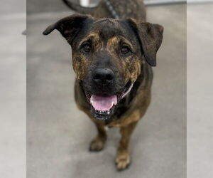 Presa Canario-Unknown Mix Dogs for adoption in Forestville, MD, USA