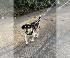 Rat Terrier-Unknown Mix Dogs for adoption in Davis, CA, USA
