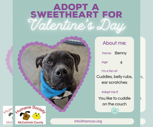 American Staffordshire Terrier-Mastiff Mix Dogs for adoption in McCormick, SC, USA