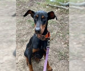 Doberman Pinscher Dogs for adoption in Omaha, NE, USA