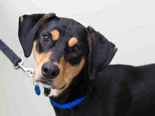Doberman Pinscher Dogs for adoption in Maumee, OH, USA