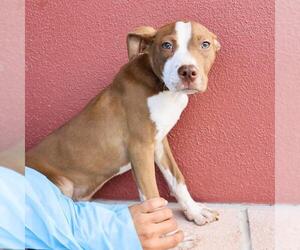 American Staffordshire Terrier-Unknown Mix Dogs for adoption in San Antonio, TX, USA