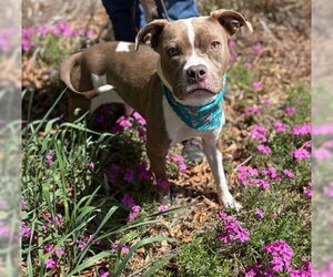 American Pit Bull Terrier-Unknown Mix Dogs for adoption in Warrenton, VA, USA