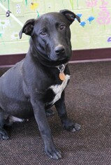 Labrador Retriever Dogs for adoption in Waynesboro, PA, USA
