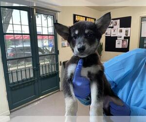 Siberian Husky-Unknown Mix Dogs for adoption in Pasadena, CA, USA