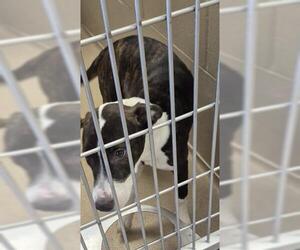 Mutt Dogs for adoption in Decatur, IL, USA