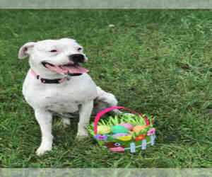 Boxer Dogs for adoption in San Antonio, TX, USA