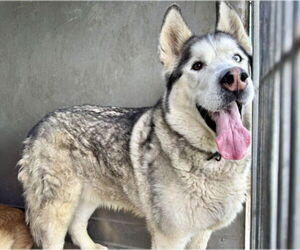 Siberian Husky Dogs for adoption in San Bernardino, CA, USA
