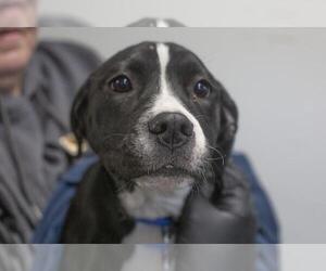 Labrador Retriever-Unknown Mix Dogs for adoption in Mountain Home, AR, USA