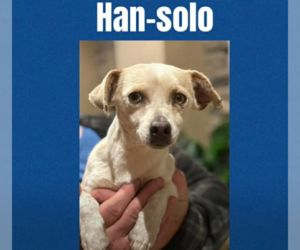 Chihuahua-Unknown Mix Dogs for adoption in Cranston, RI, USA