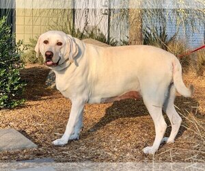 Labrador Retriever Dogs for adoption in Clovis, CA, USA