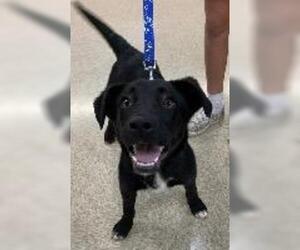 Labrador Retriever-Unknown Mix Dogs for adoption in Claremore, OK, USA
