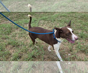 Mutt Dogs for adoption in Jackson, MS, USA