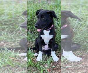 Black Mouth Cur-Unknown Mix Dogs for adoption in Brooksville, FL, USA