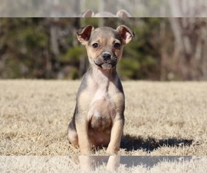 Mutt Dogs for adoption in Greenville, SC, USA