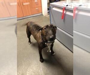 Bull Terrier Dogs for adoption in Santa Cruz, CA, USA