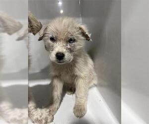 Great Pyrenees-Unknown Mix Dogs for adoption in Houston, TX, USA