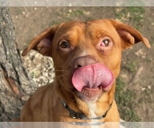 Mutt Dogs for adoption in Tulsa, OK, USA