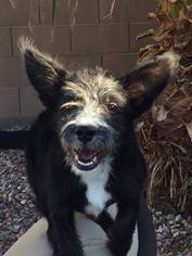 Mutt Dogs for adoption in Peoria, AZ, USA