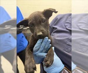 German Shepherd Dog-Unknown Mix Dogs for adoption in San Bernardino, CA, USA