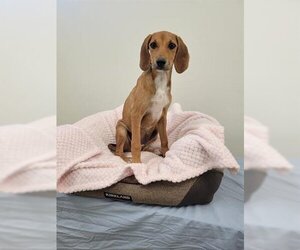 Pointer Dogs for adoption in Globe, AZ, USA