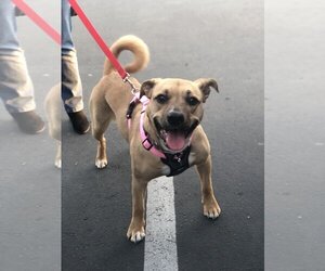 Mutt Dogs for adoption in napa, CA, USA