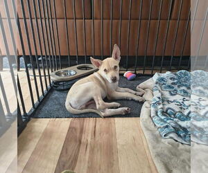 German Shepherd Dog-Unknown Mix Dogs for adoption in Hoffman Estates, IL, USA