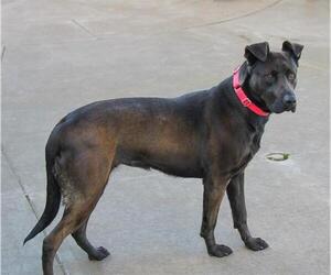 American Pit Bull Terrier-Unknown Mix Dogs for adoption in Martinez, CA, USA