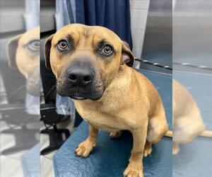 Black Mouth Cur Dogs for adoption in Mobile, AL, USA