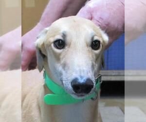 Greyhound Dogs for adoption in Mendota, IL, USA