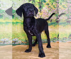 Labrador Retriever-Unknown Mix Dogs for adoption in Wetumpka, AL, USA