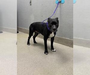 American Pit Bull Terrier-Unknown Mix Dogs for adoption in Las Vegas, NV, USA