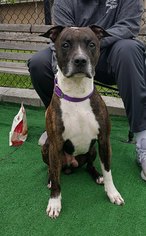 Mutt Dogs for adoption in Perth Amboy, NJ, USA