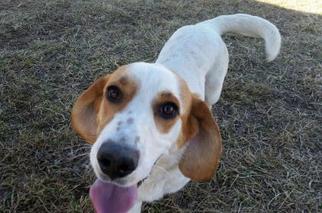 Basset Hound-Unknown Mix Dogs for adoption in Valley Falls, KS, USA