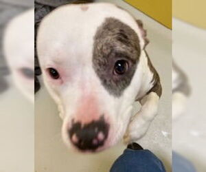American Pit Bull Terrier Dogs for adoption in Pampa, TX, USA