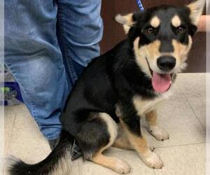 Siberian Husky-Unknown Mix Dogs for adoption in Lodi, CA, USA